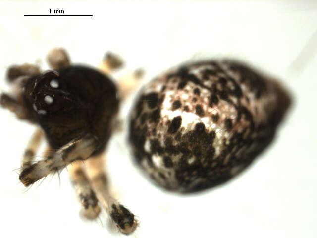 Image of Parasteatoda tabulata (Levi 1980)