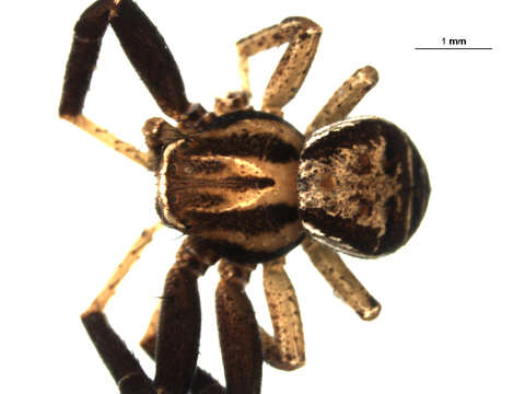 Image of Xysticus ampullatus Turnbull, Dondale & Redner 1965