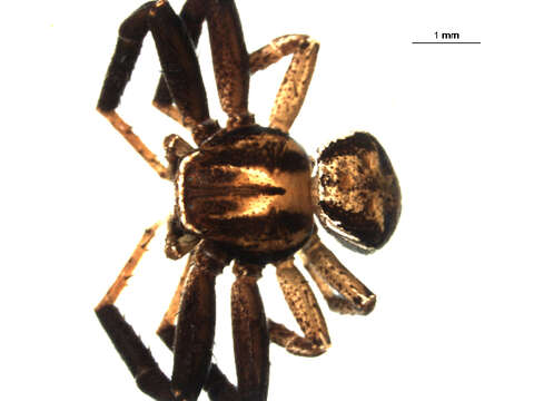 Image of Xysticus ampullatus Turnbull, Dondale & Redner 1965