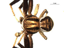 Image of Xysticus ampullatus Turnbull, Dondale & Redner 1965