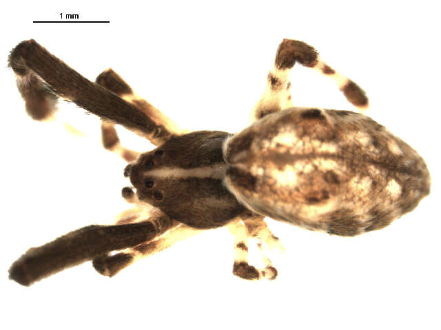 Image of Uloborus glomosus (Walckenaer 1841)