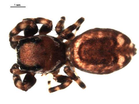 Image of Peppered Jumper