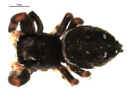 Image of Phidippus clarus Keyserling 1885