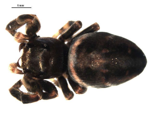 Image of Phidippus clarus Keyserling 1885