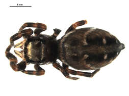 Image of Phidippus clarus Keyserling 1885