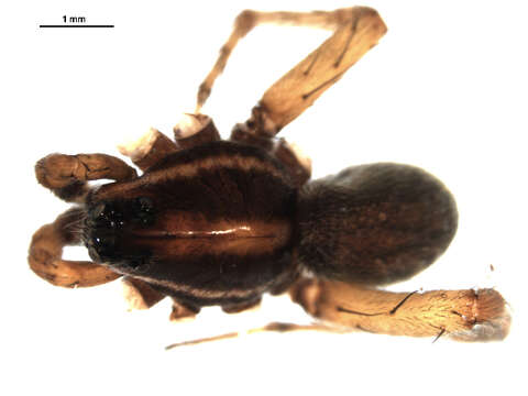 Image of Schizocosa crassipalpata Roewer 1951