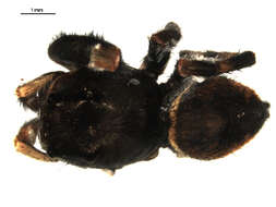 Image of Phidippus clarus Keyserling 1885