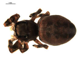 Image of Phidippus clarus Keyserling 1885