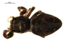 Image of Phidippus clarus Keyserling 1885