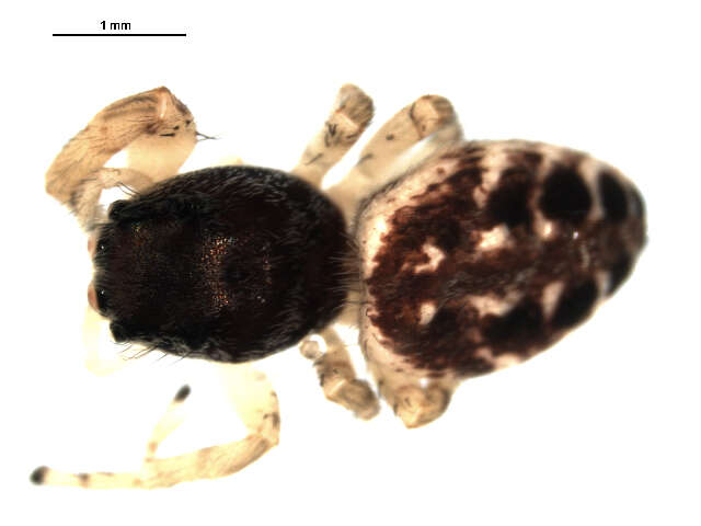 Image of Pelegrina insignis (Banks 1892)