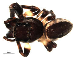 Image of Bronze Jumper