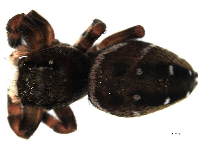 Image of Phidippus clarus Keyserling 1885