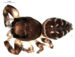 Image of Bronze Jumper