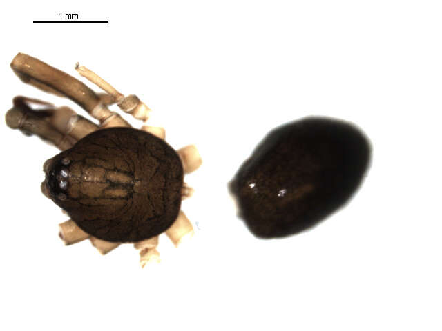 Image of Scotinella minnetonka (Chamberlin & Gertsch 1930)