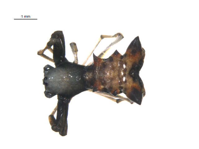 Image of Arrowshaped Micrathena