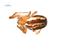 Image of Araneus pratensis (Emerton 1884)