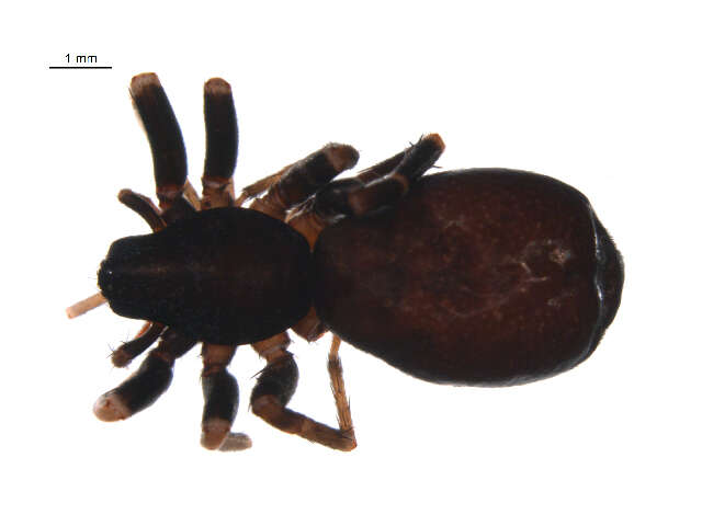 Image of Castianeira variata Gertsch 1942