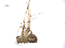 Image of Mimetus puritanus Chamberlin 1923