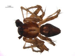 Image of Western Lynx Spider