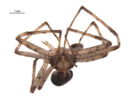 Image of Philodromus keyserlingi Marx 1890