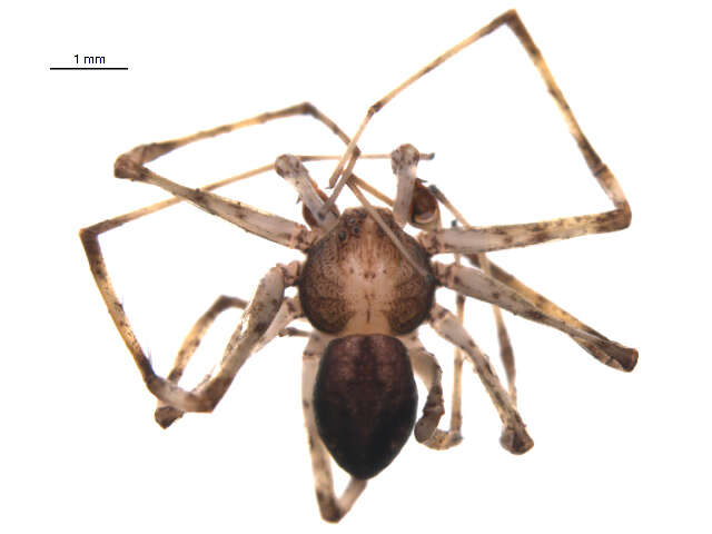 Image of Philodromus keyserlingi Marx 1890