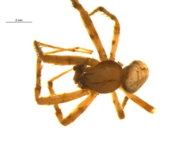 Image of Araneus iviei (Archer 1951)