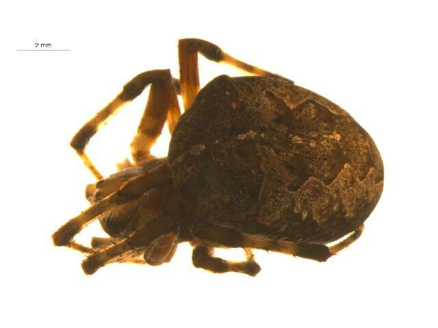 Image of Araneus nordmanni (Thorell 1870)