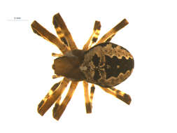 Image of Araneus nordmanni (Thorell 1870)