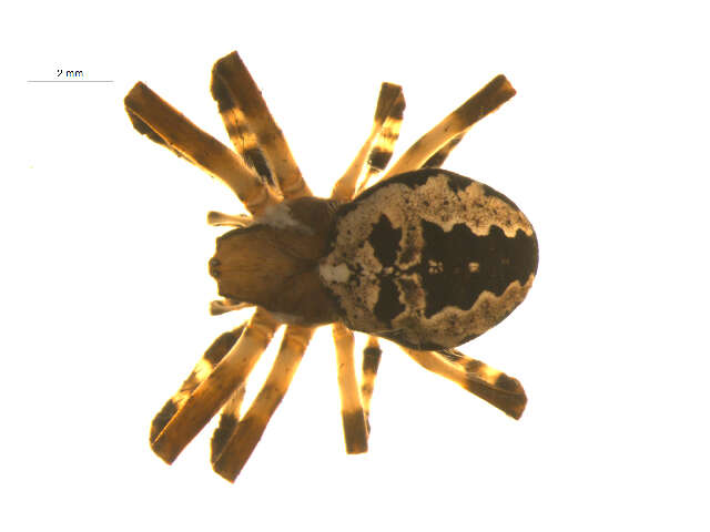 Image of Araneus nordmanni (Thorell 1870)