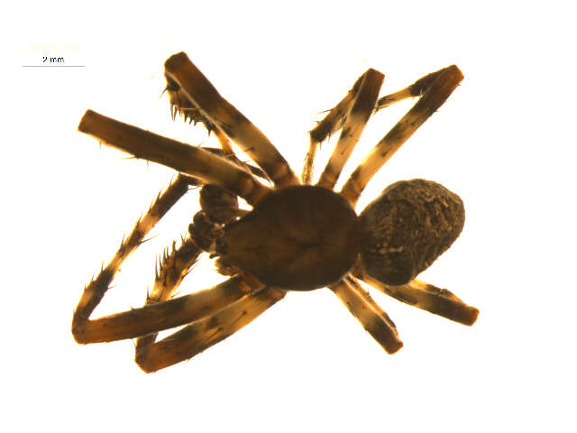 Image of Araneus nordmanni (Thorell 1870)