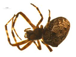 Image of Araneus nordmanni (Thorell 1870)