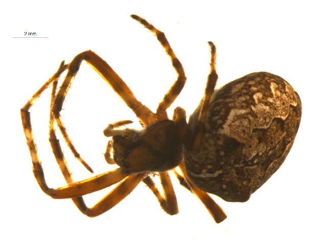 Image of Araneus nordmanni (Thorell 1870)