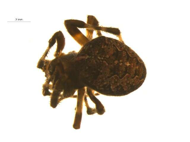 Image of Araneus nordmanni (Thorell 1870)