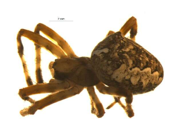 Image of Araneus nordmanni (Thorell 1870)