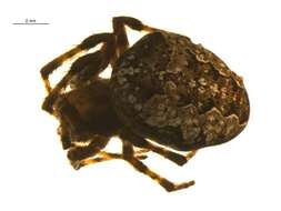 Image of Araneus nordmanni (Thorell 1870)