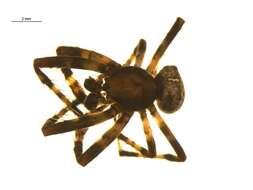 Image of Araneus nordmanni (Thorell 1870)