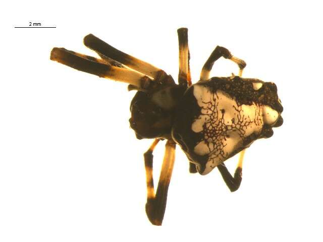 Image of Arrowhead Spider