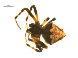 Image of Arrowhead Spider