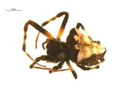 Image of Arrowhead Spider