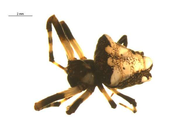 Image of Arrowhead Spider