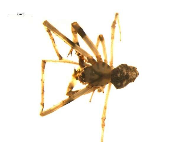 Image of Arrowhead Spider