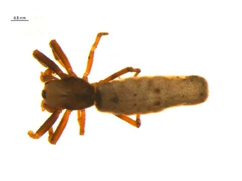 Image of Micrathena