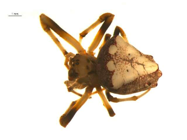 Image of Arrowhead Spider