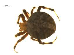 Image of Hentz's Orbweaver