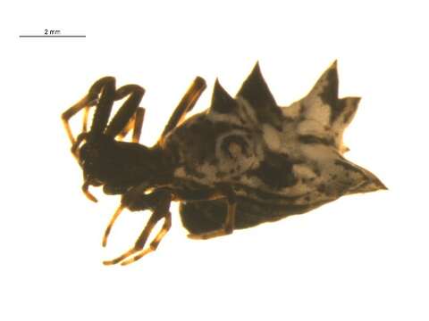 Image of Spined Micrathena