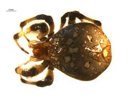 Image of Shamrock Orbweaver