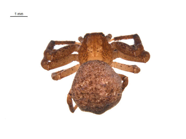 Image of Deadly Ground Crab Spider