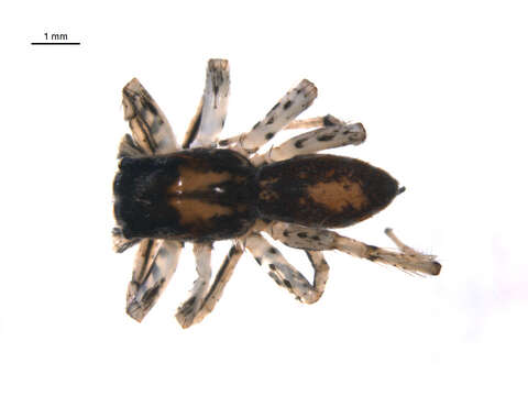 Image of Maevia