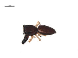 Image of Hentzia palmarum (Hentz 1832)