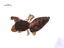 Image of Hentzia palmarum (Hentz 1832)